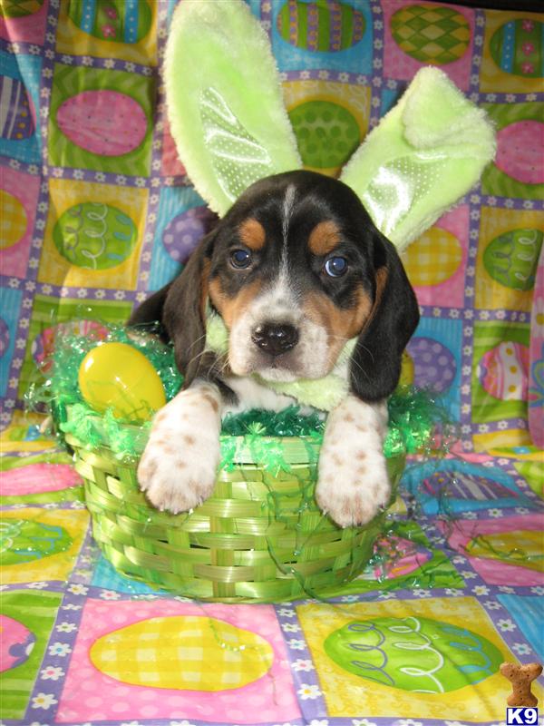AKC BEATIFUL beagle puppies
