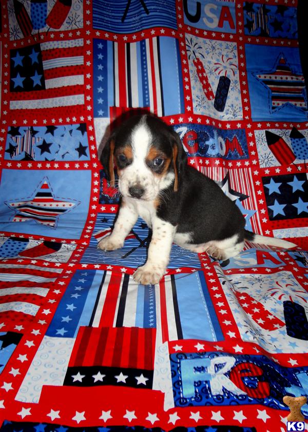 AKC tricolor Female puppies NOW OPEN FOR DEPOSIT