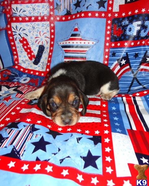 SALE Beautiful Tricolor/bluetick puppies AKC