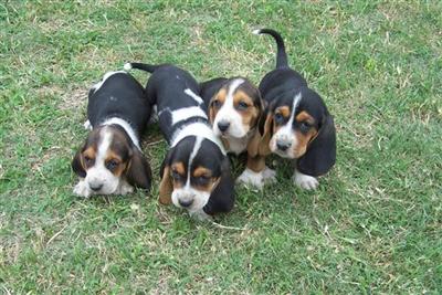  Tri color  red/white  Basset puppies