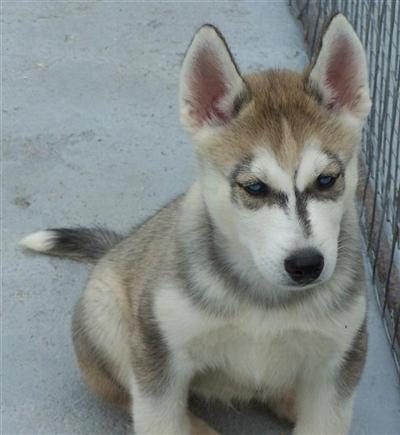 Siberian Huskies