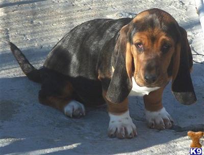 New basset puppies