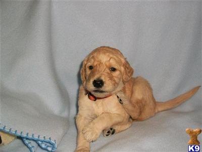 F1 Goldendoodle puppies