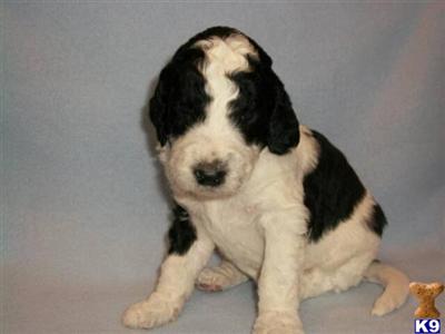 F1B black/white parti Goldendoodle