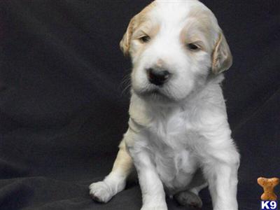 F1B apricot/white parti Goldendoodle-male-PENDING