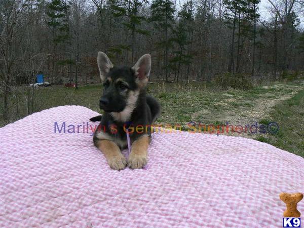 Robin Blues Miss Lavender, Black and Tan Female Puppy, Available Now
