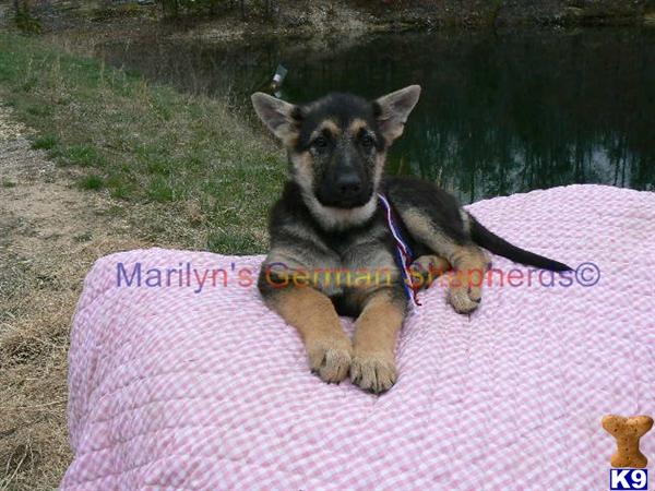 Robin Blues Miss USA, Black and Tan Female Puppy, Available Now
