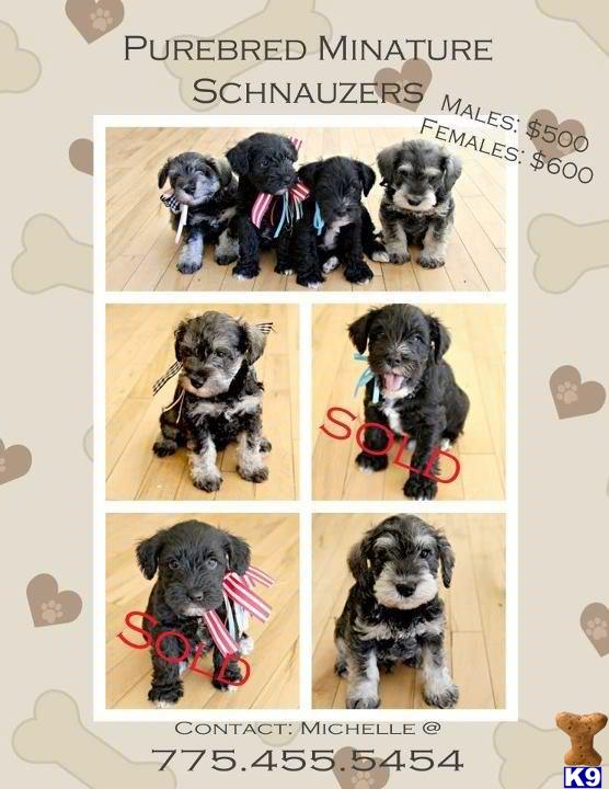 This was my first litter but I now have more available