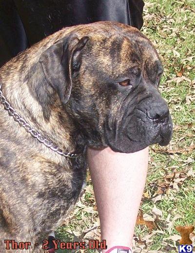 Big Beautiful AKC Bullmastiff Puppies