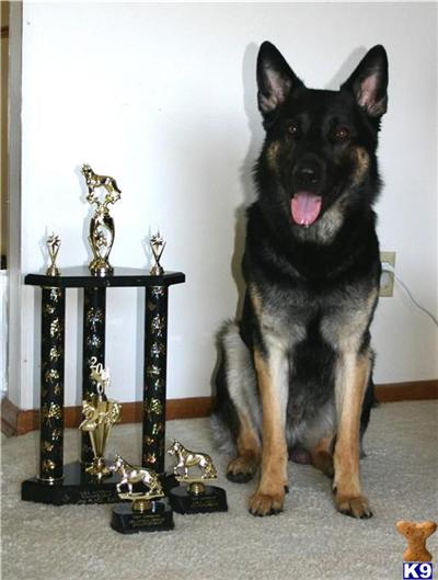Jaryn von der Dornburg OFA EXCELLENT 24 titles