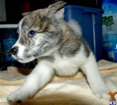Puppies for sale Call 415 648-6134 for more info