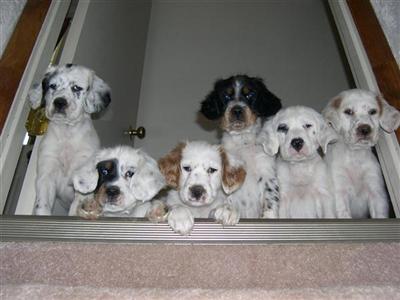 English Llewellin Setter Puppies For Sale