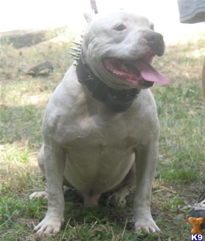 PRADA  X  EDGE BREEDING UKC  ADBA REG RAZORS EDGE/GAFF BLOODLINE