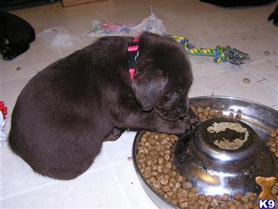 AKC #2014 FEMALE CHOCOLATE LABRADOR RETRIEVER