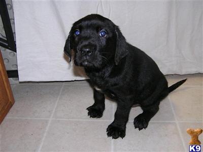 AKC #6E7D FEMALE BLACK LABRADOR RETRIEVER