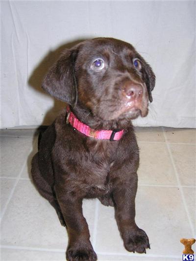 AKC #2014 FEMALE CHOCOLATE LABRADOR RETRIEVER