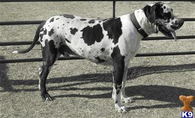 AKC GREAT DANE - Euro Bloodlines