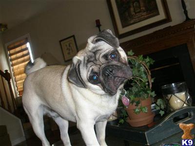 Monty