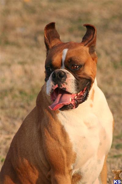 AKC  Turner Champion Sired