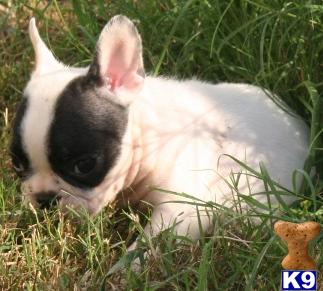 AKC female frenchies