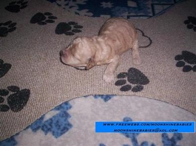 CKC Registered Cockapoo Puppies