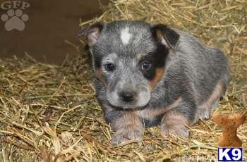 Turbo - Blue Heeler Male - Shipping Available