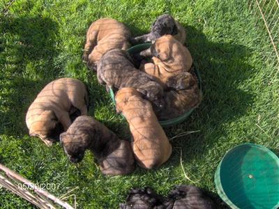 AKC MASTIFF PUPPIES