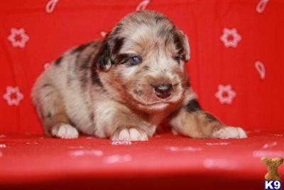 Australian Shepherd Puppies in Arizona