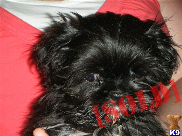 shih tzu for sale orlando florida document moved shih tzu for sale orlando florida document moved