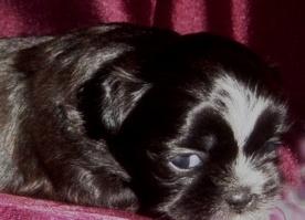 AKC puppies available