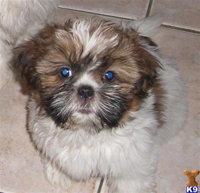 Shihtzu-AKC Pups
