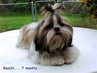 Benchi Toi Tzu