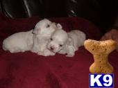 3 AKC Maltese Puppys