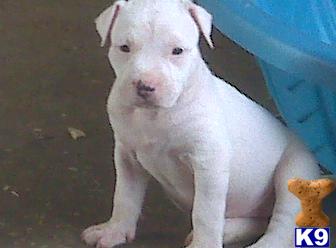 NKC American Bulldog Puppies for SALE