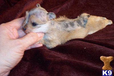 RARE Teacup/Small Toy Cream-Sable/Black/White Male Merle Schnauzer