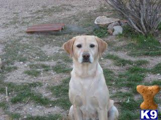 Brandy