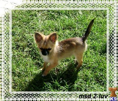 Beautiful CH Line Long Coat male Chihuahua...