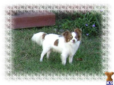 Beautiful Chocolate spotted on white long coat male Chihuahua
