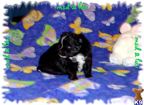 black long haired chihuahua puppy. white long haired chihuahua