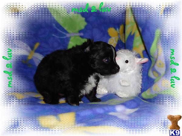 long haired chihuahua puppies long haired chihuahua puppies florida. long haired chihuahua puppies