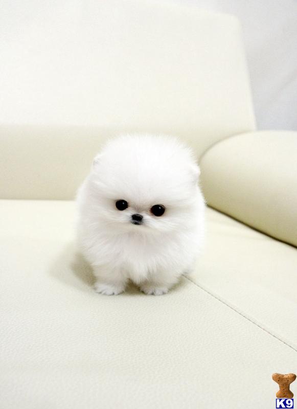 Baby Audi ~ Precious Micro Teacup White Micro Pomeranian Available 1 ...