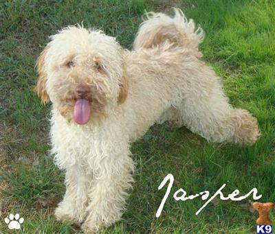 Jasper