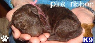 Labradoodle Puppies Australian