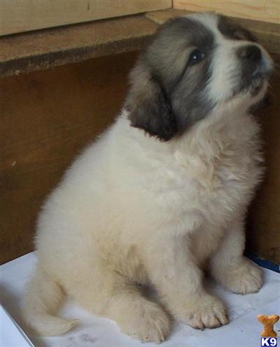 AKC GREAT PYRENEES PUPPIES USA NORTHEAST