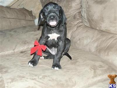 5 Great Dane Puppies for Sale