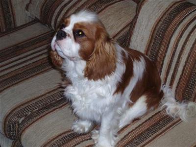 Max