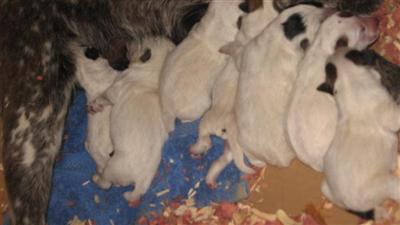 Adorable Blue  Red Heeler Puppies For Sale