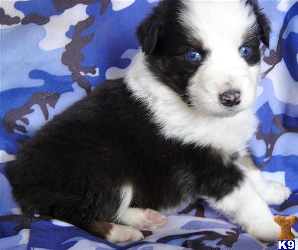 RARE Black Bi Blue Eyed Aussie Pups