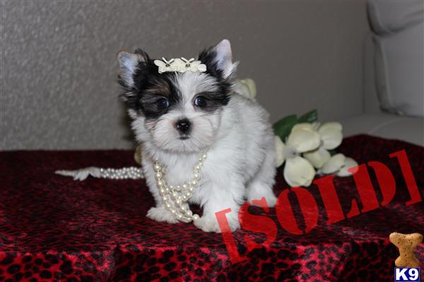 yorkie puppies for sale in riverside ca document moved yorkie puppies for sale in riverside ca document moved