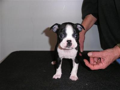 boston terrier female for sale